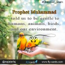 Prophet Muhammad  Told us to be gentle to humans , animals birds and our environment